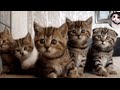 Cutie  Kittens Meowing sounds |ANIMAL Sound | catsworld Shabeenkhan