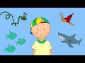 Caillou Falls down | Funny Animated Caillou Videos For Kids | Videos For Kids