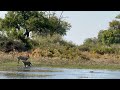 Swimming lions with cubs