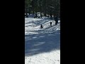 Big bear sliding in snow 2018