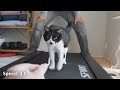 Walking our cats on the treadmill!