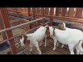 The Best Boer Goat Farm in village | Boer Goat Farm