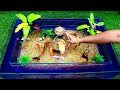 A unique concept of aquarium||Beautiful fish tank||So amazing aquatic environment