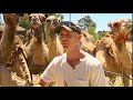 Turning ferals into milking machines at Australia's first commercial camel dairy