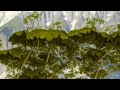 AI video - Stable Diffusion - Inspired by a tree