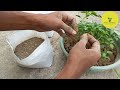 লঙ্কার বীজ থেকে চারা তৈরি | How To Grow Chillies At Home From Seed | Chili Planting At Home Bengali