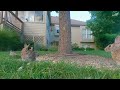 Cat TV | Bunnies, Birds, and Squirrels: A Tranquil Nature Banquet | Nature Compilation | Dog TV