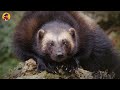 15 Unbelievable Honey Badger And Wolverine Attacks Caught On Camera