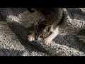호두 아깽이 시절 기분좋은 꾹꾹이 쭙꾹이중 고양이 쭙쭙이 ASMR