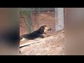❤️ The Most Adorable and Funny Pet Moments Ever 🐕 Funny And Cute Cats Videos 2024 😂
