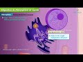 Digestion and Absorption of Lipids (Animation) : USMLE Step 1