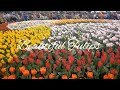 Beautiful Tulips 🌷 #shortsvideo #viral #viralvideo #hongkong