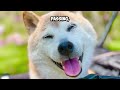 RIP Doge: Kabosu, the Beloved Shiba Inu of the Doge Meme Has Crossed The Rainbow Bridge