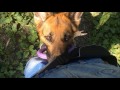 German Shepherd Oliris Land Almeranna (tricks)