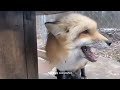 Fox boop compilation