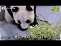 (SUB) Recent Changes In Mommy Panda│ Panda World🐼