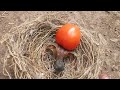 EXPERIMEN ANAK BURUNG KADASI MENDORONG JATUH BUAH TOMAT