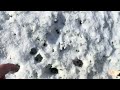 Bob the cat taking a stroll through the snow.