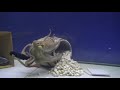 Octopus With a Big Dilemma - Behavior Observation Test