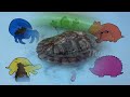 Pets : Turtle, Frog, Sugar Glider, Hamster, Hedgehog, Hermit Crab