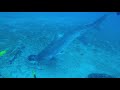 Shark Dive Jupiter Florida July 2019 video #6