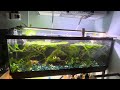 40 gallon guppy tank and plants