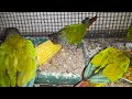 Conure Enjoys Corn, Soaked Wheat, and Channa! 🌽🥣 | My Pets My Garden