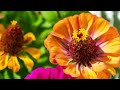 The most beautiful flowers in the world 8k ULTRA HD | Flower collection | Relax with nature sounds