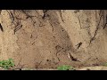 Brown Thrasher running in the sand