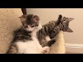 A day in the life of kittens! | What do kittens do all day?