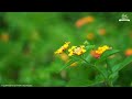 HAPPY MORNING MUSIC - Wake Up Positive & Happy - Meditation Music for Positive Energy, Relaxation