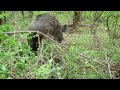 Boars in their own hideout