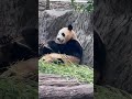 6.16  A Day in the Life of Fu Bao: Stroll, Feast, and Nap #panda #fubao #푸바오 #福宝 #viral #fyp #daily