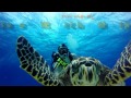 Why I dive Cozumel! GoPro Hero4 Black 4k