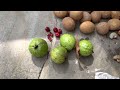 Fruits harvesting/ fruit harvesting in Tamil/ #harvesting #fruitharvesting #tamil