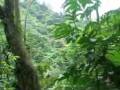 Rain Forest Zip-Line Adventure - Puerto Rico