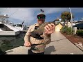 This is Why You Throw Small Baits under Destin Harbor Docks!