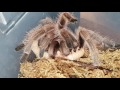 Rose hair tarantula eating freshly molted superworm