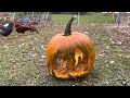 Chickens Carving Pumpkins Trend  Does it work?