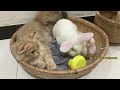 Wow! With the help of the duck, the kitten agreed to sleep with the rabbit 😂 So cute and funny