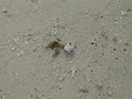 Sea creature on the beach