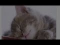 Anti-Anxity Music | Relaxing Music for cats |Catsworldshabeenkhan