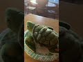 Highlight 2:39 - 7:39 from Turtle Microwave