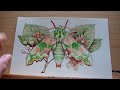Let’s try Caran d'ache Luminance (portrait set) and drawing a Moth!