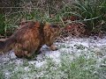 Mr. Tiquilloz in the Snow