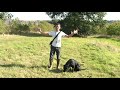 Gundog training: Heel and Recall