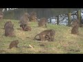 Baboons on Cars | Baboons at Knowsley Safari Park Drive Safari