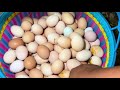 Farm Life | A day of harvesting eggs at a chicken farm or duck farm goes to the market sell