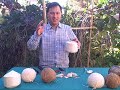 How to Open a Young, White or Brown Coconut and Which is Best?