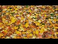 이미자 노래 모음 20곡 🍂 이미자 명곡 모음 🍂 여제 트로트 명곡 20곡 연속듣기